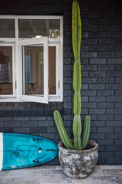 Big cactus in a external area